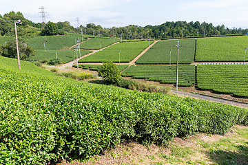 Image showing Green Tea plantation