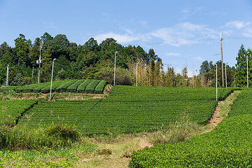 Image showing Tea Plantation 