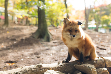 Image showing Lovely fox at outdoor in autumn