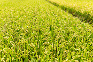 Image showing Fresh rice field