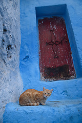 Image showing Cat in Chefchaouen, the blue city in the Morocco.