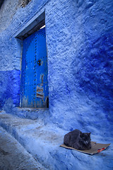 Image showing Cat in Chefchaouen, the blue city in the Morocco.