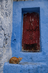 Image showing Cat in Chefchaouen, the blue city in the Morocco.