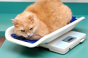 Image showing Kitten on scale.