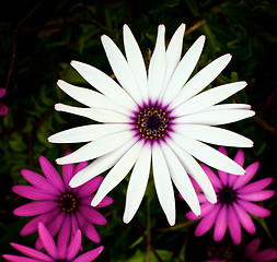 Image showing Garden Daisy Flowers