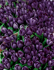 Image showing Dark Violet Tulips Background