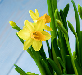 Image showing Wild Yellow Daffodils