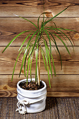 Image showing Dracaena in Pot