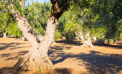 Image showing Old olive trees in South Italy