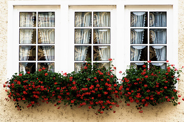 Image showing Windows with Flower Sill