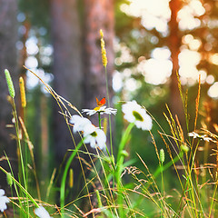 Image showing Red Butterfly On a Daisy In Summer Forest