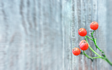 Image showing Autumn Background With Orange Berries