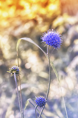 Image showing Blue Sea Holly Eryngo Flower