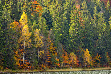 Image showing Autumn  foliage in Lake Saint Ann