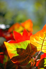 Image showing Autumnal maple leaves 