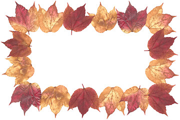 Image showing Autumn Leaves Isolated on white background