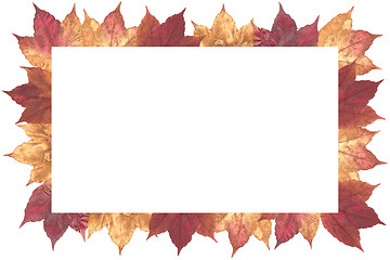 Image showing Autumn Leaves Isolated on white background