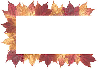 Image showing Autumn Leaves Isolated on white background_3