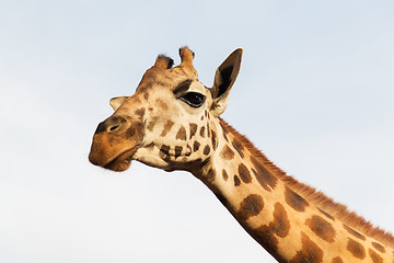 Image showing giraffe in africa