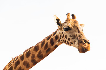 Image showing giraffe in africa