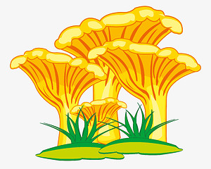 Image showing Edible mushroom chanterelle