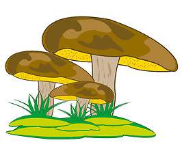 Image showing Mushroom suillus granulatus