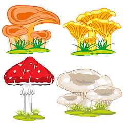 Image showing Edible and poisonous mushroom