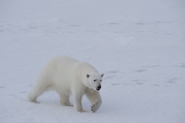 Image showing Polar bear walking on the ice.