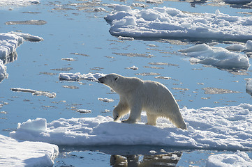 Image showing Big polar bear on drift ice edge .