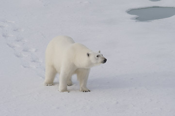 Image showing Polar bear walking on the ice.