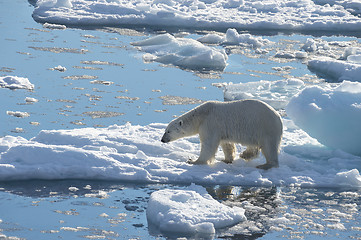 Image showing Big polar bear on drift ice edge .