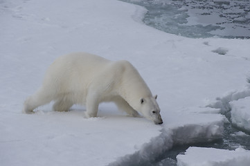 Image showing Big polar bear on drift ice edge .