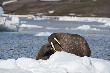 Image showing Walrus on ice flow