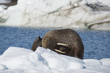 Image showing Walrus on ice flow