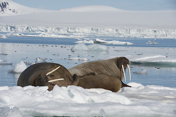 Image showing Walruses on ice flow