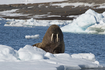 Image showing Walrus on ice flow