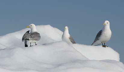 Image showing Black-legged Kittiwake on iceberg