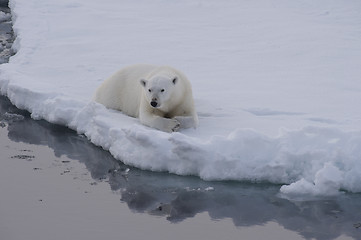 Image showing Polar bear on the ice
