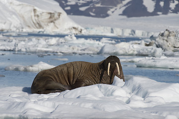 Image showing Walrus on ice flow