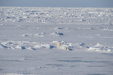 Image showing Polar bears walking on the ice.