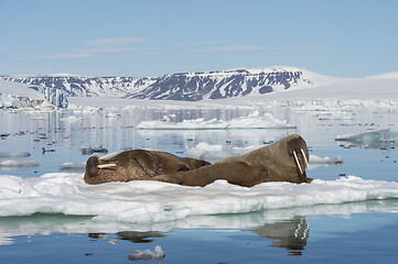 Image showing Walruses on ice flow