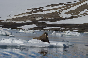 Image showing Walrus on ice flow