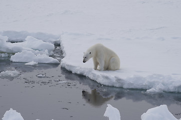 Image showing Polar bear on the ice