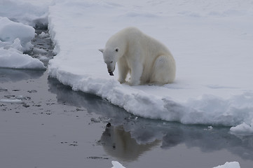 Image showing Polar bear on the ice