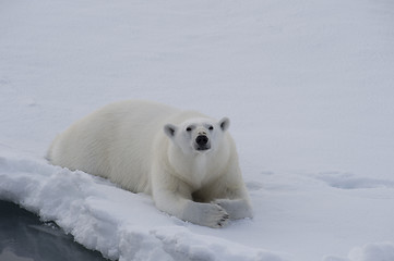 Image showing Polar bear lies on the ice.