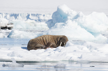 Image showing Walrus on ice flow