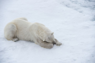 Image showing Polar bear walking on the ice.