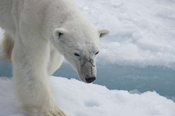 Image showing Polar bear walking on the ice.