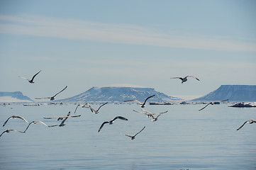 Image showing Black-legged Kittiwake flying