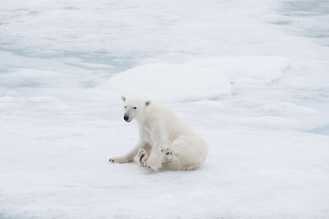 Image showing Polar bear walking on the ice.